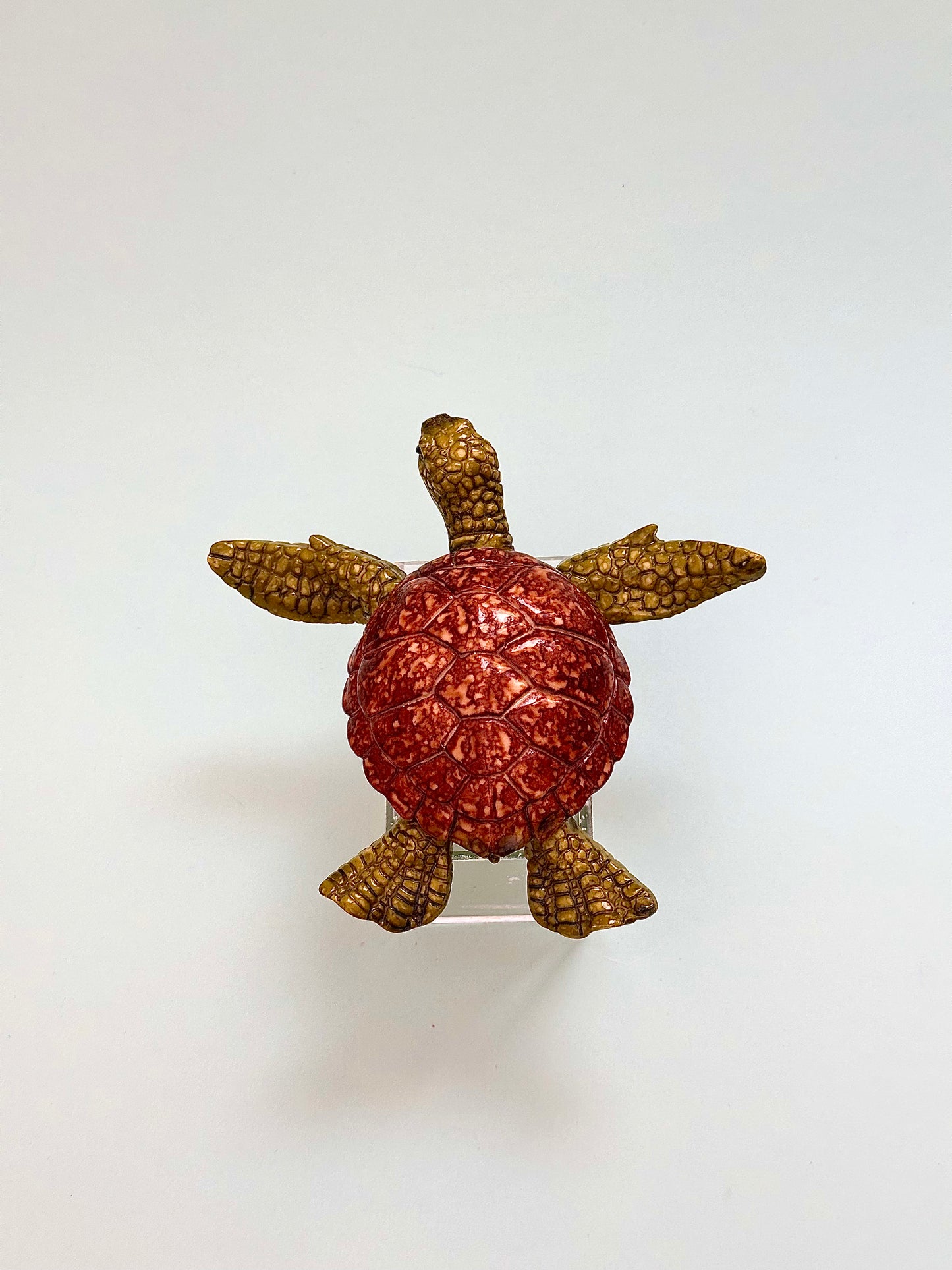 Caretta Caretta Dekor